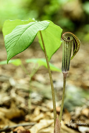 Jack-in-the-pulpit (Arisaema triphyllum), Shenandoah National Park, Virginia