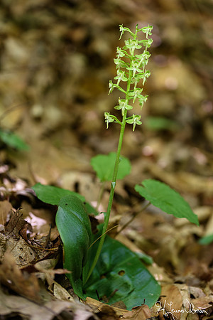 Large Round-leaved Orchid (Platanthera orbiculata), Mohican State Park, Ohio