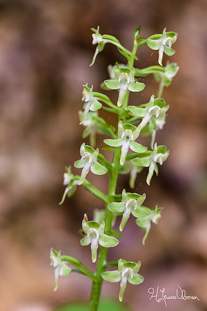 Large Round-leaved Orchid (Platanthera orbiculata), Mohican State Park, Ohio