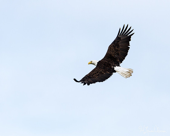 Bald Eagle (Haliaeetus leucocephalus) in flight, Hecla Provincial Park, Manitoba