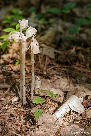Indian Pipe, Ghost Plant (Monotropa uniflora), Pictured Rocks National Lakeshore, Michigan