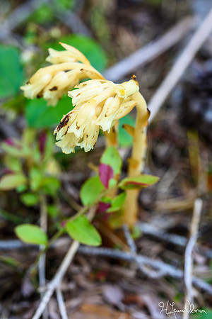 Pinesap (Montropa hypopitys), Pictured Rocks National Lakeshore, Michigan