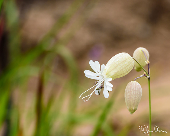Bladder Campion (Silene vulgaris), Sleeping Bear National Lakeshore, Michigan