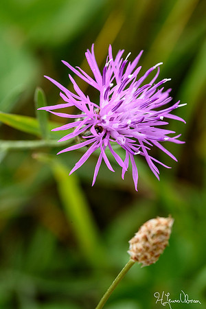 Spotted Knapweed (Centaurea maculosa), Sleeping Bear Dunes National Lakeshore, Michigan