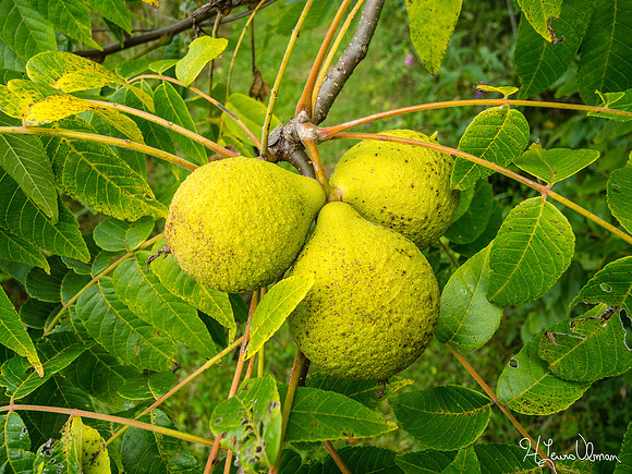 Eastern Black Walnut (Juglans nigra), Highland County, Ohio