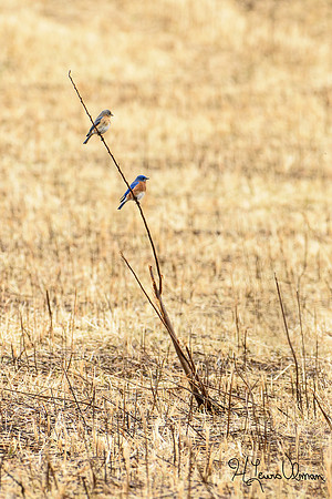 Eastern Bluebird (Sialia sialis)