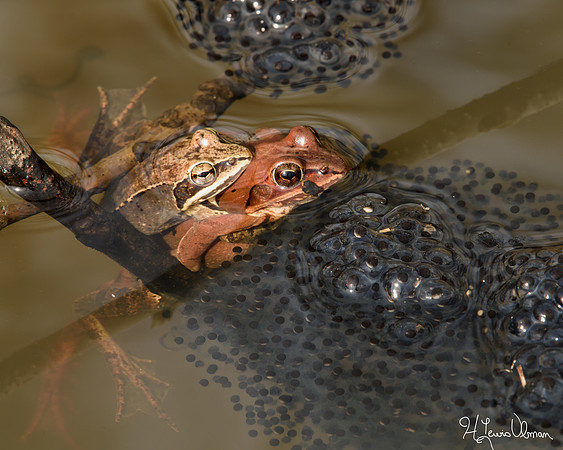 Wood Frogs (Lithobates sylvaticus)