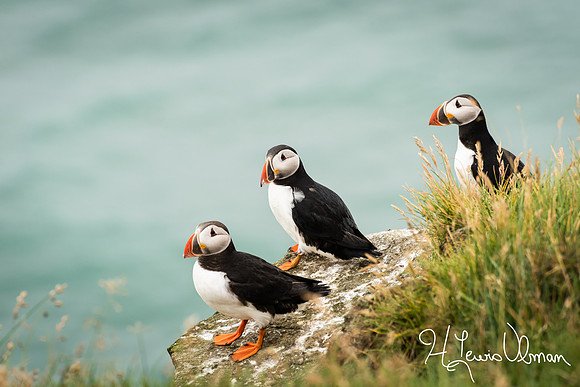 Puffins (Fratercula arctica)