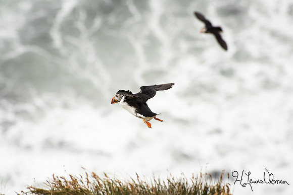 Soaring Puffins (Fratercula arctica)