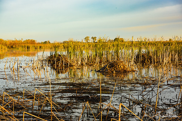 Muskrat Lodges, Battelle Darby Creek Metro Park