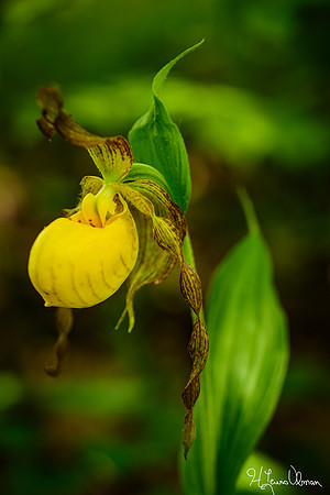 Yellow lady's slipper, moccasin flower (Cypripedium parviflorum), Kamama Prairie