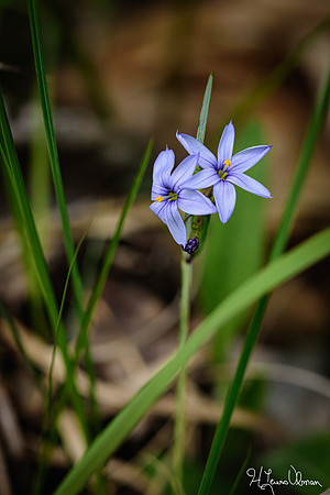 Blue-eyed Grass (Sisyrinchium angustifolium), Kamama Prairie