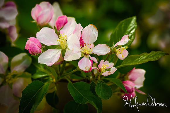 Apple Blossom